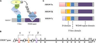 Implications of FBXW7 in Neurodevelopment and Neurodegeneration: Molecular Mechanisms and Therapeutic Potential